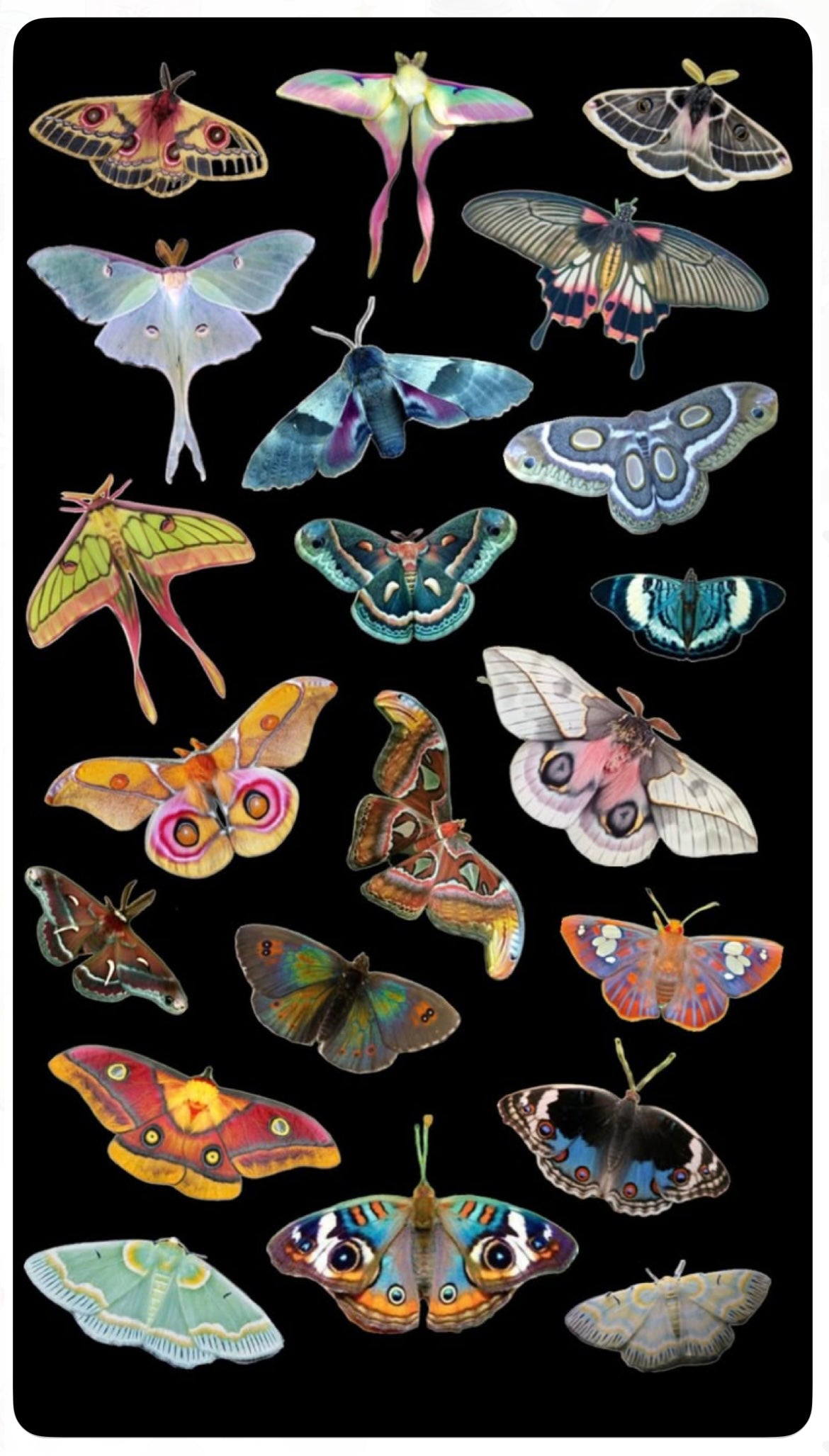 The Art of Moths